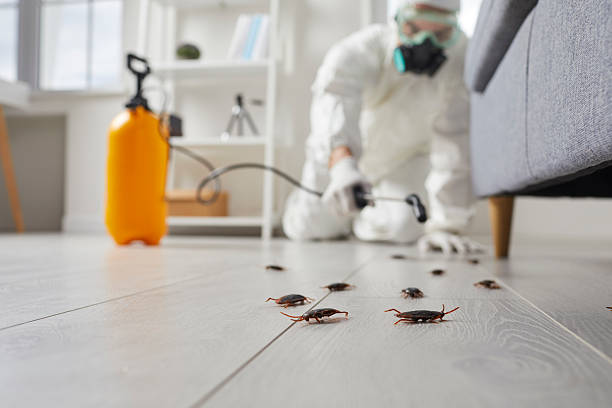 Post-Treatment Bed Bug Interceptor Monitoring in Knob Noster